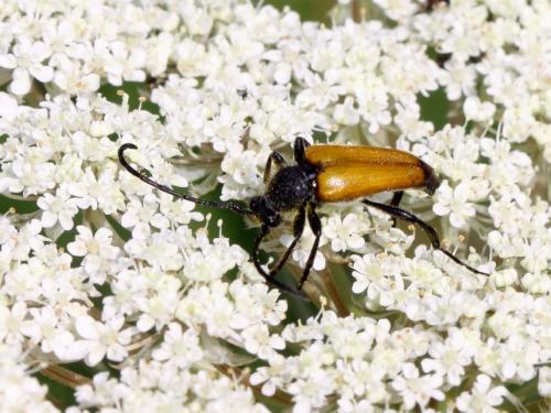 Stictoleptura fulva