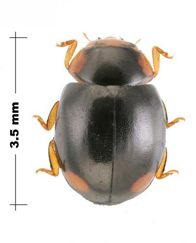 Réf. 147 028 : Hyperaspis sp.
