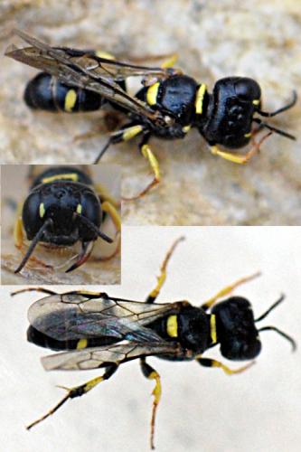 Tracheliodes quinquenotatus