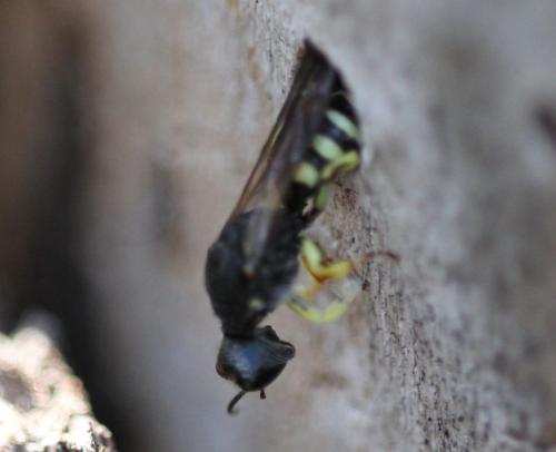 Lestica clypeata