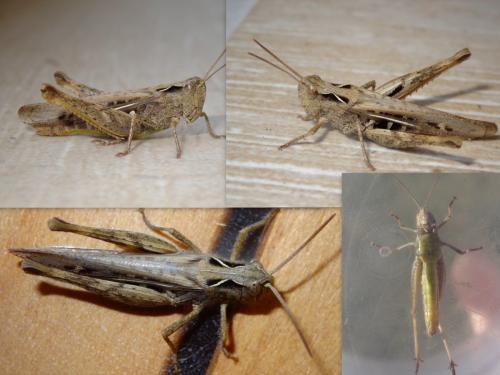 Chorthippus sp.