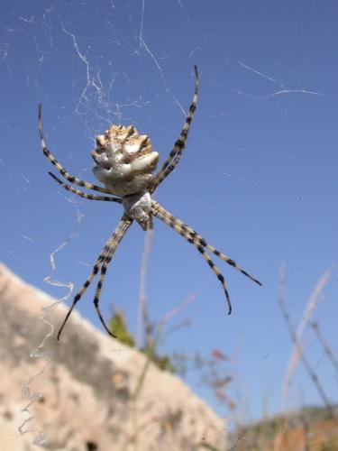 Réf. 147 725 : Argiope lobata