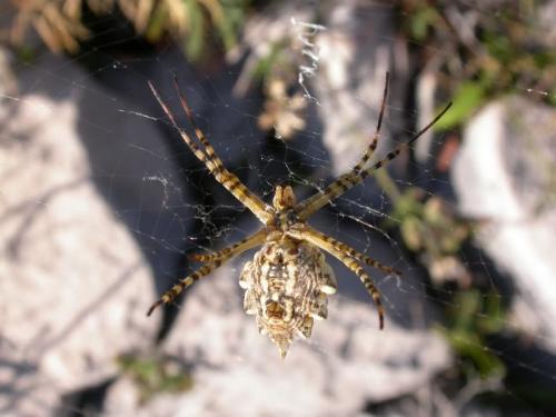 Réf. 147 726 : Argiope lobata
