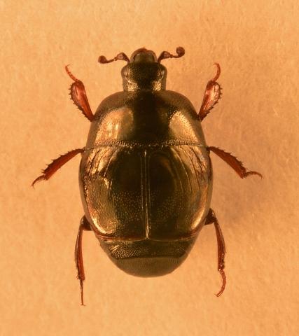 Saprinus georgicus