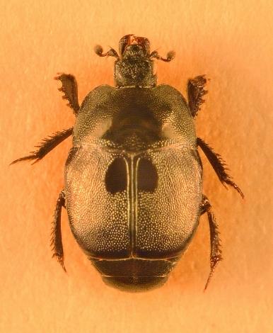 Hypocaccus pelleti