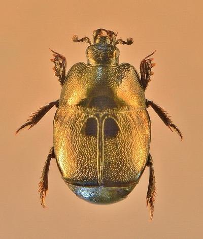 Hypocaccus brasiliensis
