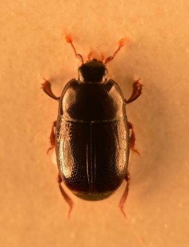 Paromalus luderti