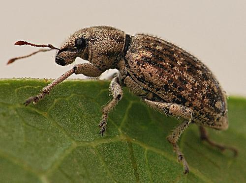 Cycloderes depilis