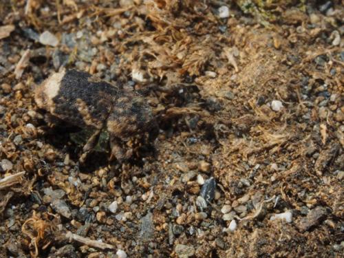 Réf. 147 305 : Dichromacalles impressicollis