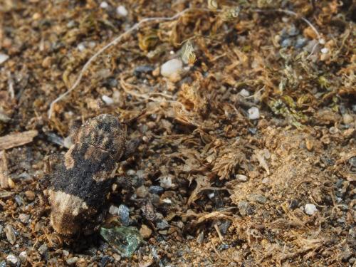 Réf. 147 306 : Dichromacalles impressicollis