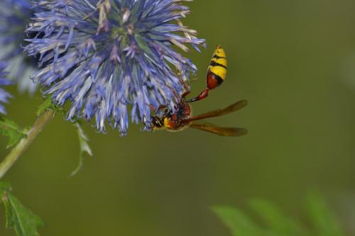 Réf. 147 814 : Delta unguiculatum