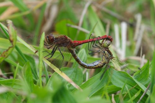 Réf. 147 952 : Sympetrum vulgatum