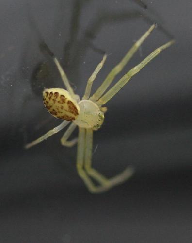 Réf. 147 604 : Diaea dorsata