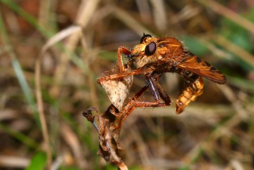 Asilus crabroniformis