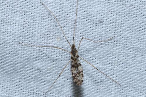 Eloeophila maculata