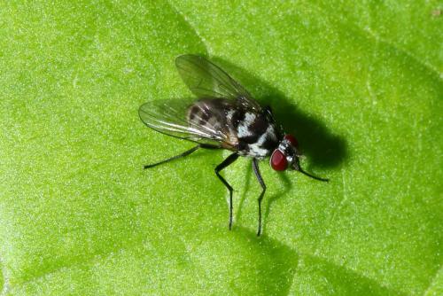 Réf. 147 548 : Limnophora obsignata
