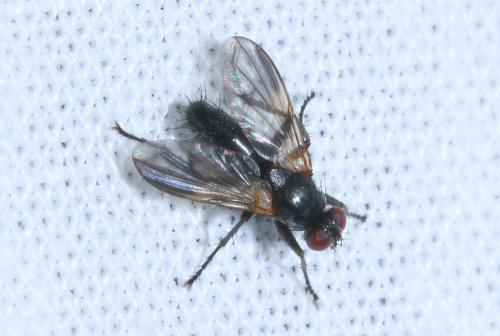 Réf. 147 948 : Paykullia maculata