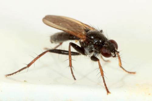 Cordilura impudica