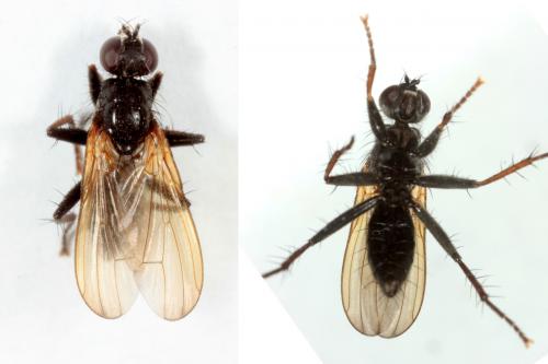 Cordilura impudica