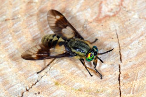 Réf. 147 611 : Chrysops relictus