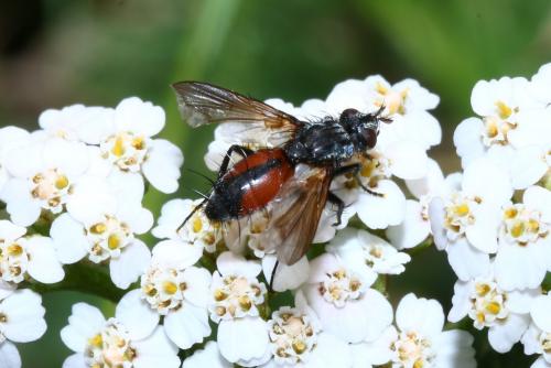 Réf. 147 622 : Eriothrix rufomaculata