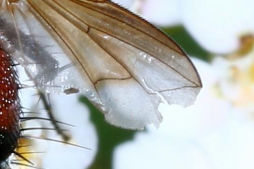 Eriothrix rufomaculata