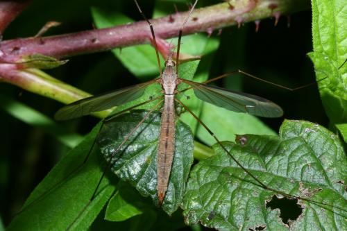 Tipula oleracea