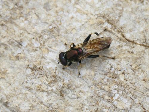Xylota segnis