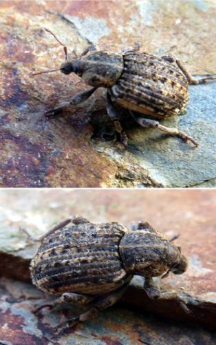 Réf. 147 683 : Brachypera zoilus