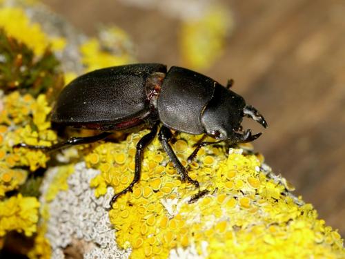 Réf. 147 623 : Dorcus parallelipipedus