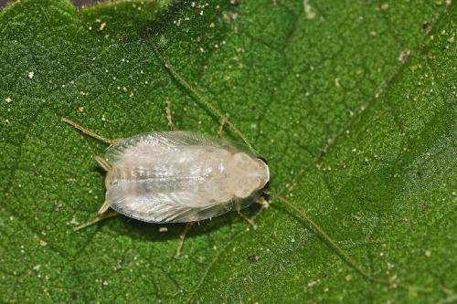 Réf. 147 344 : Planuncus vinzi
