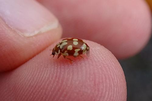 Myrrha octodecimguttata