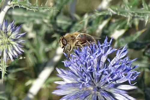 Eristalis tenax