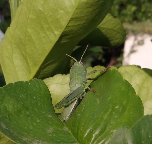 Anacridium aegyptium