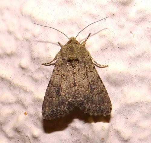 Réf. 147 230 : Anarta trifolii