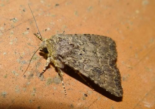 Réf. 147 231 : Anarta trifolii