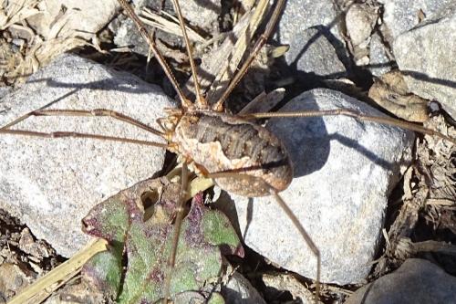 Phalangium opilio