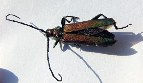 Aromia moschata