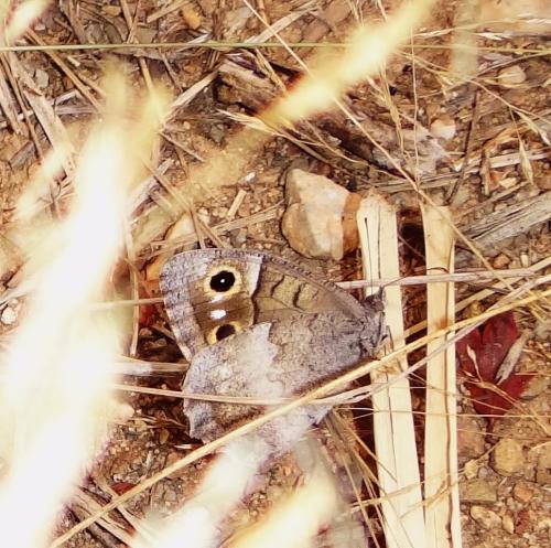 Réf. 147 381 : Hipparchia statilinus