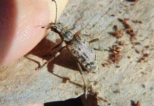 Rhagium inquisitor