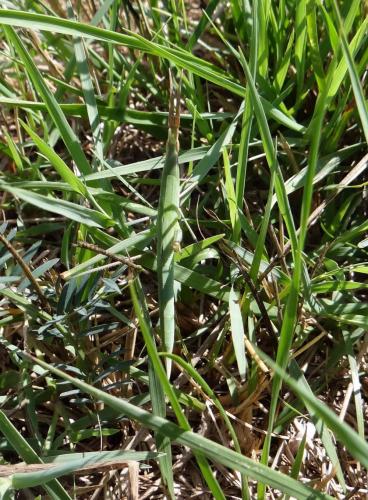 Réf. 147 097 : Acrida ungarica mediterranea