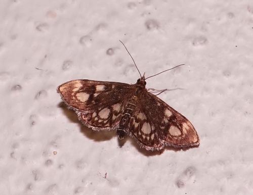 Réf. 147 197 : Anania coronata