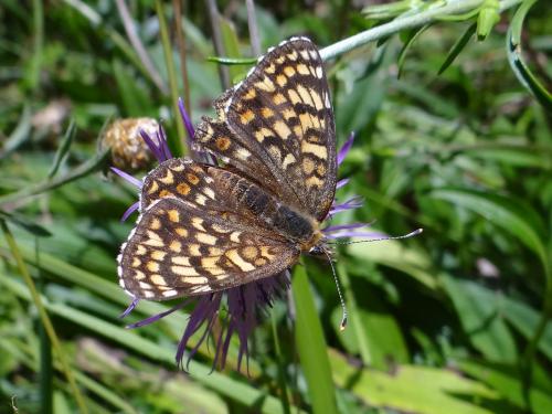 Réf. 147 565 : Melitaea phoebe