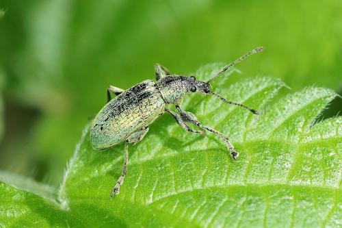 Réf. 147 022 : Phyllobius pomaceus