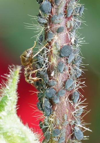 Réf. 147 023 : Aphis gossypii