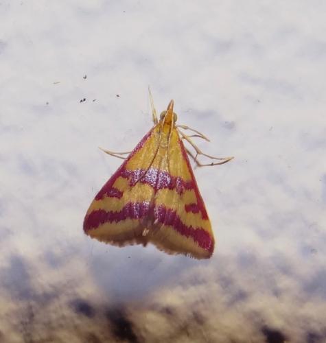 Pyrausta sanguinalis