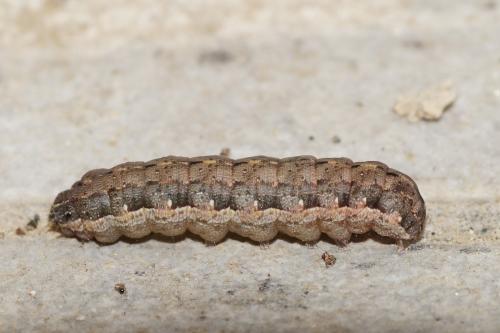 Spodoptera exigua