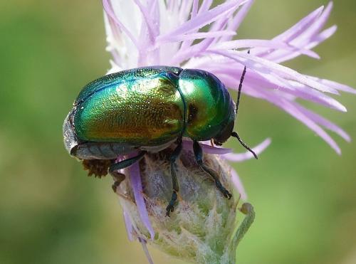 Cryptocephalus sp.