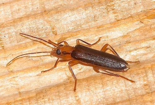 Nacerdes carniolica