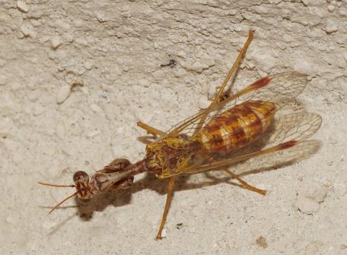 Réf. 147 370 : Mantispa styriaca
